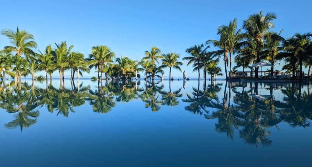 palm trees on clear water